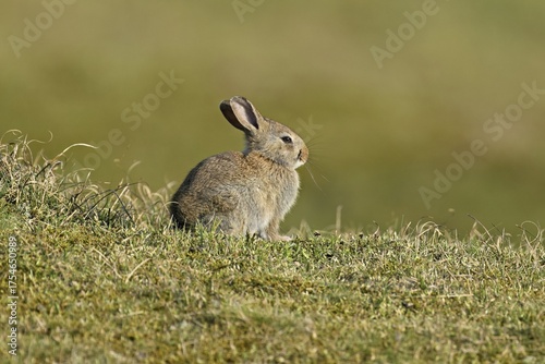 Wild rabbit (Oryctolagus cuniculus), sitting on a meadow, Texel, West Frisian Islands, province of North Holland, Netherlands