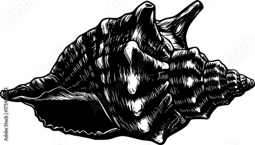 black and white silhouette of a seashell vector on a white background
