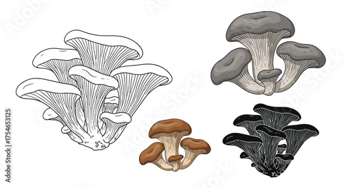 Collection of delicious forest mushrooms including oyster and honey varieties.