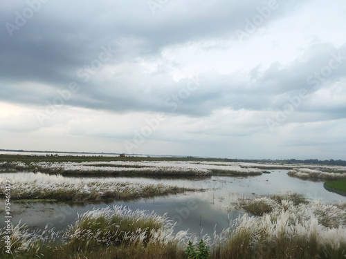 Photography Kohuwa Phul (Kans Grass) Swaying in the Breeze Under a Cloudy Sky