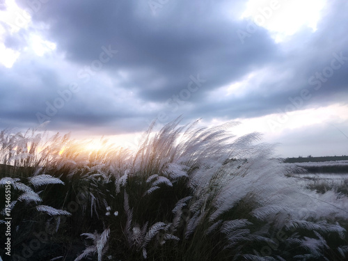 Photography Kohuwa Phul (Kans Grass) Swaying in the Breeze Under a Cloudy Sky