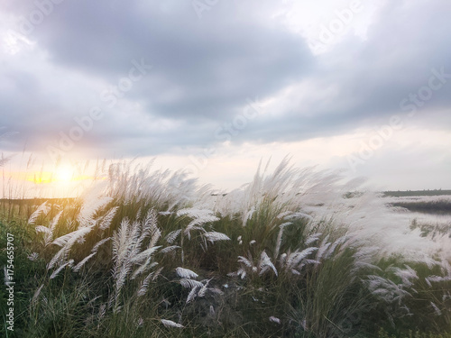 Photography Kohuwa Phul (Kans Grass) Swaying in the Breeze Under a Cloudy Sky