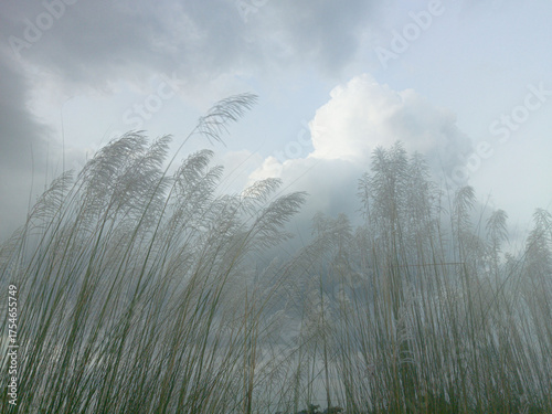 Photography Kohuwa Phul (Kans Grass) Swaying in the Breeze Under a Cloudy Sky