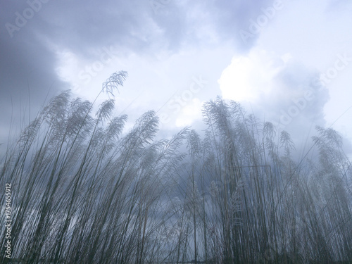 Photography Kohuwa Phul (Kans Grass) Swaying in the Breeze Under a Cloudy Sky