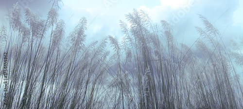 Canvas Print Kohuwa Phul (Kans Grass) Swaying in the Breeze Under a Cloudy Sky