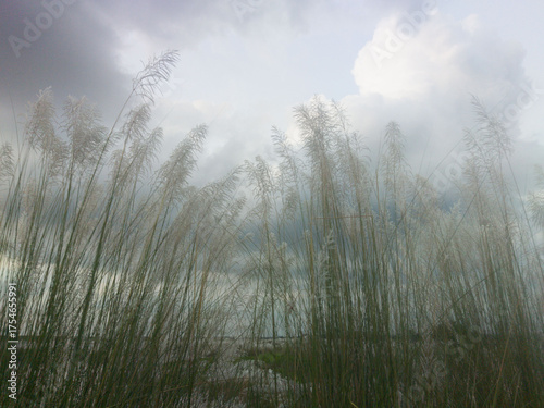 Photography Kohuwa Phul (Kans Grass) Swaying in the Breeze Under a Cloudy Sky