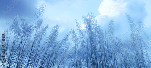 Canvas Print Kohuwa Phul (Kans Grass) Swaying in the Breeze Under a Cloudy Sky