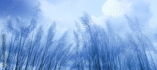 Photography Kohuwa Phul (Kans Grass) Swaying in the Breeze Under a Cloudy Sky