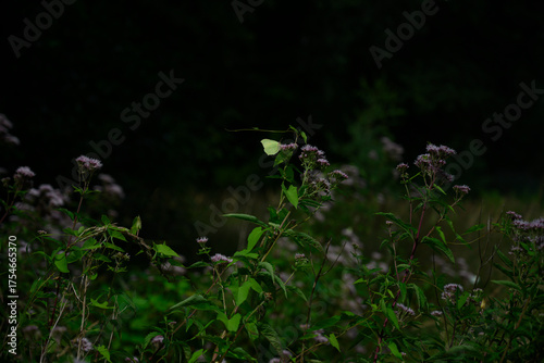 a lemon butterfly flutters over plants