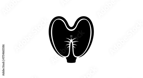 Black and white illustration of a thyroid gland.
