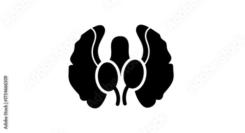 Human Brain Anatomy with Cerebrum and Cerebellum in Black and White.