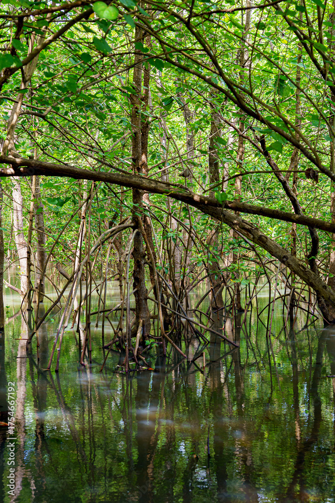 Obraz premium mangrove tree roots that grow above sea water. Mangroves function as plants