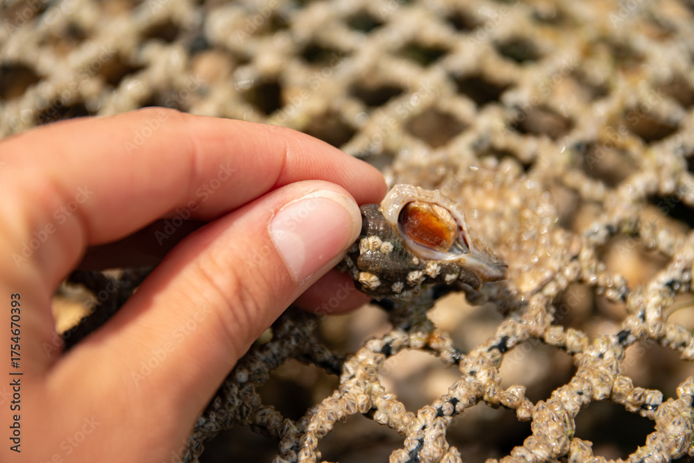 Fototapeta premium Main tenant un bigorneau perceur sur les mailles d'une poche à huîtres