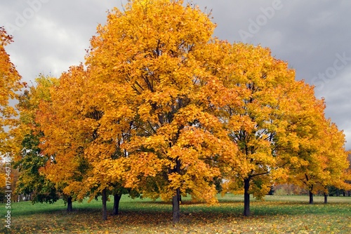 It's golden autumn time. Maples in the park. A beautiful view.