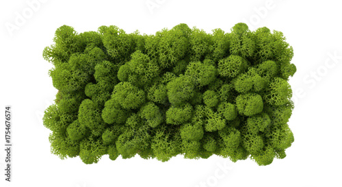 Rectangular panel of green preserved moss isolated PNG with Transparent Background