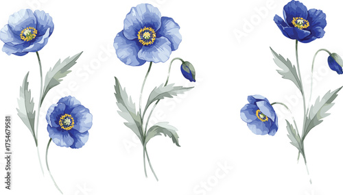 poppy flower illustration, botanical artwork with buds and blooms, watercolor floral design,