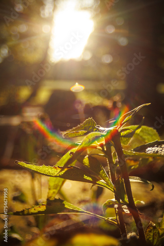 Sunset with flowers