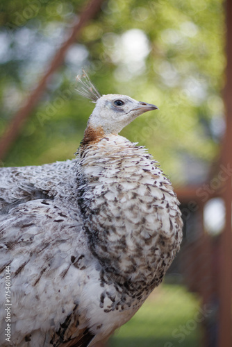 White Bird 