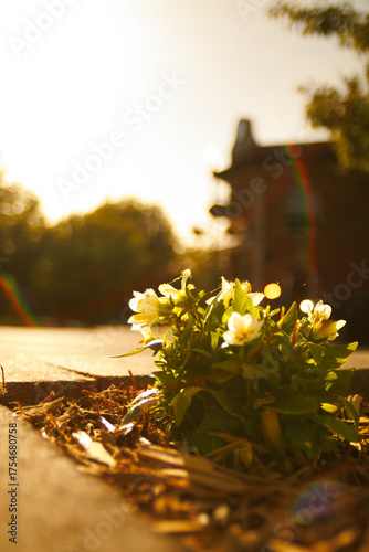 Sunset with Flowers