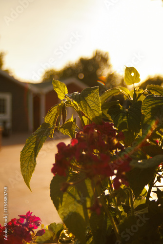 Sunset with Flowers