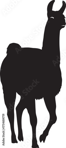 Silhouette of a llama walking forward with its head held high against a white backdrop