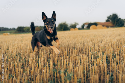 Happy black dog running through a harvested field with hay bales in the background

