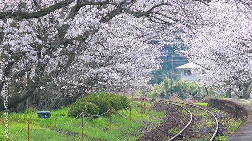 Wallpaper Mural 松浦鉄道の浦ノ崎駅（桜の駅） Torontodigital.ca