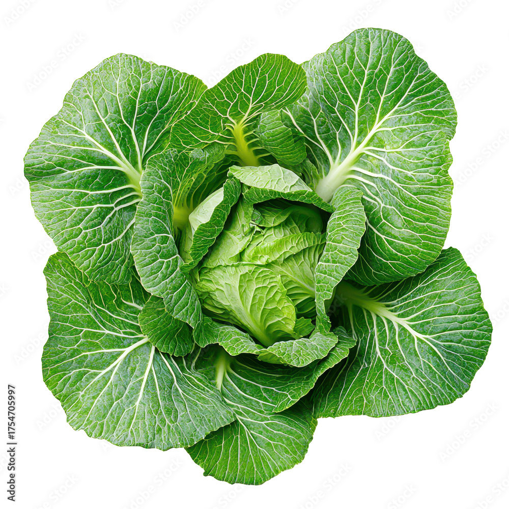 Obraz premium Fresh Green Cabbage: A close-up shot of a fresh, vibrant green cabbage with intricate textures and patterns, perfect for culinary and health-related projects.