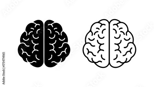 Brain anatomy outline with transparent background