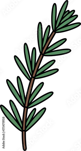Hand-drawn rosemary sprig herb culinary ingredient botanical illustration vector