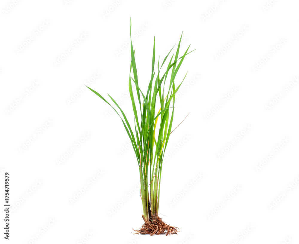 Obraz premium Natural green rice plant or grass with roots, green rice leaves and dry yellow leaves isolated on white background.