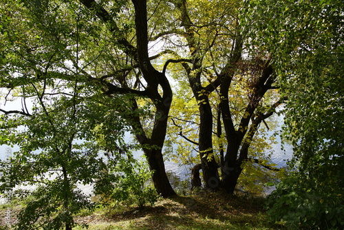 Willows on the lakeshore on a fine sunny day. The gold of autumn foliage.