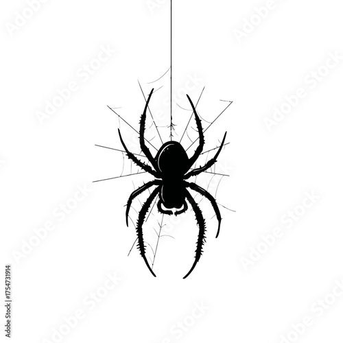 Black spider silhouette hanging from its delicate web, isolated on a clean white background, detailed insect illustration.