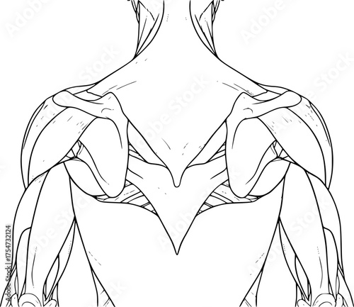 Human anatomy drawing. It is a black and white outline of human anatomy, specifically the back muscles and skeletal structure, for scientific study. Vector sketch line art draw