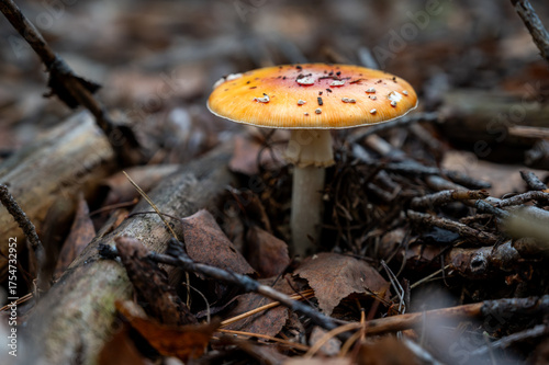 red mushroom in the forest
