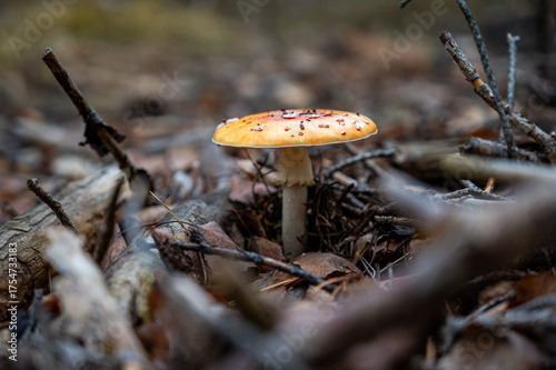 red mushroom in the forest