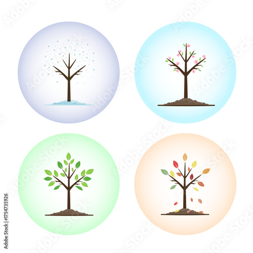 The life cycle of a tree at different times of the year: winter snow, spring flowers, summer green leaves and autumn leaf fall. Vector illustration of icons in the circles of the seasons