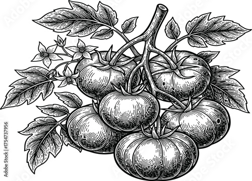 Vintage Tomato Plant Engraving: Black and White Botanical Illustration of Fruit, Leaves, and Flowers on a Branch