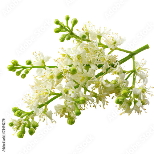 neem flowers on transparent png background