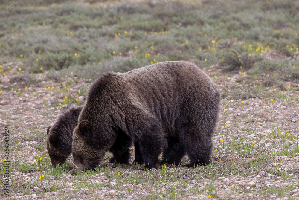 Fototapeta premium Sow Grizzly Bear and her Cub in Grand Teton National Park Wyoming in Springtime