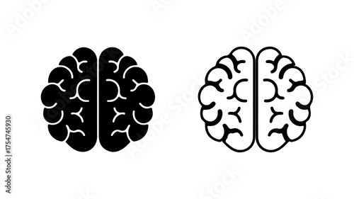 Brain anatomy outline with transparent background