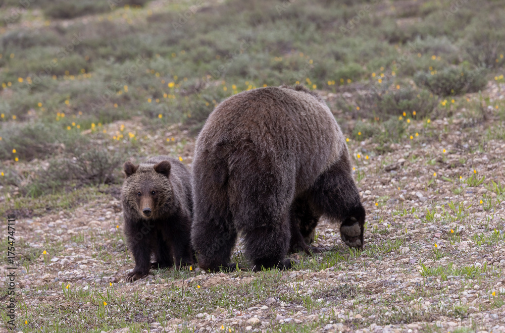 Naklejka premium Sow Grizzly Bear and her Cub in Grand Teton National Park Wyoming in Springtime
