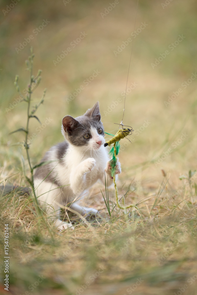 Fototapeta premium A young cat paws at a green stick toy while seated. Its attention is fully on the play object.
