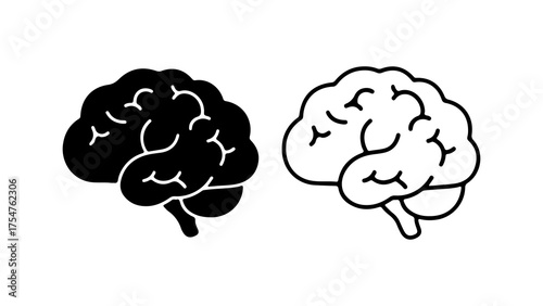Brain anatomy outline with transparent background