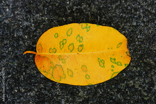 yellow leaf on black background