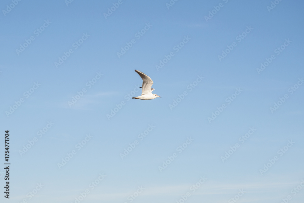 Obraz premium seagull in flight