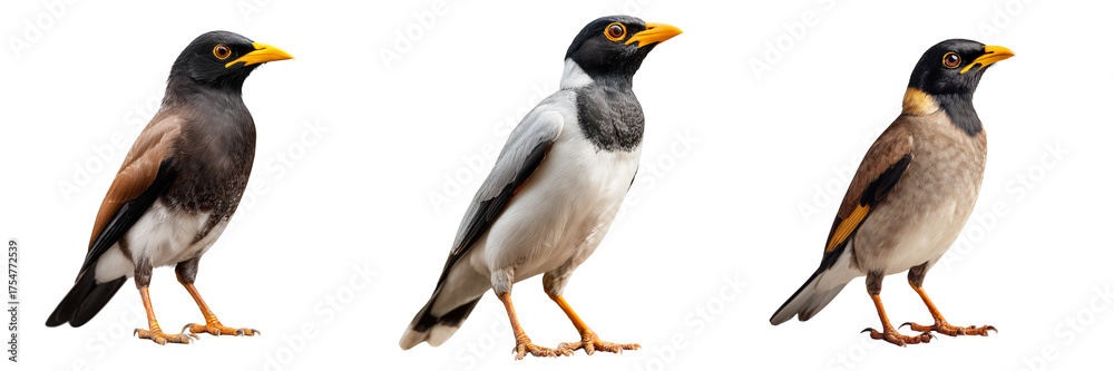 Fototapeta premium Set of a common myna bird in side profile standing on the ground, sharp beak isolated on a transparent background