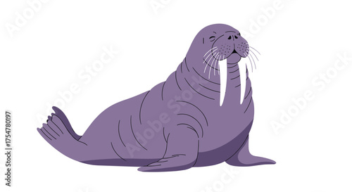 A large purple walrus with long tusks sits on a white background showing its flippers and tail.