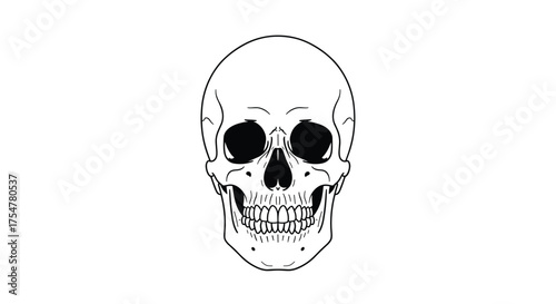 A simple line drawing of a human skull seen from the front. The skull is white with black outlines and features.