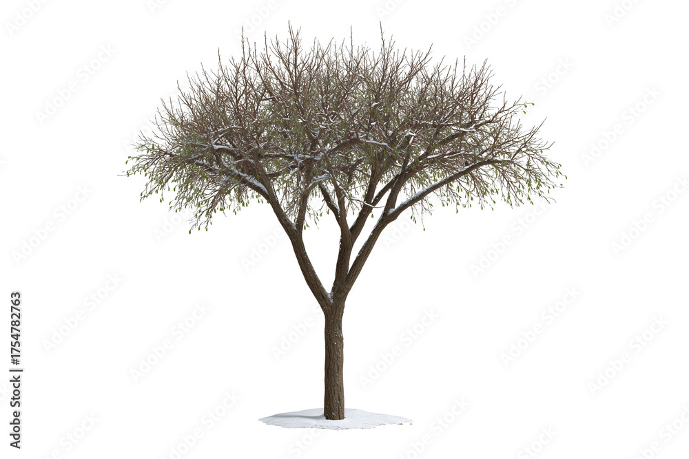 Obraz premium Bare Tree Silhouette: An isolated image of a solitary tree against the background, showcasing its intricate branch structure in a stark display of natural simplicity.
